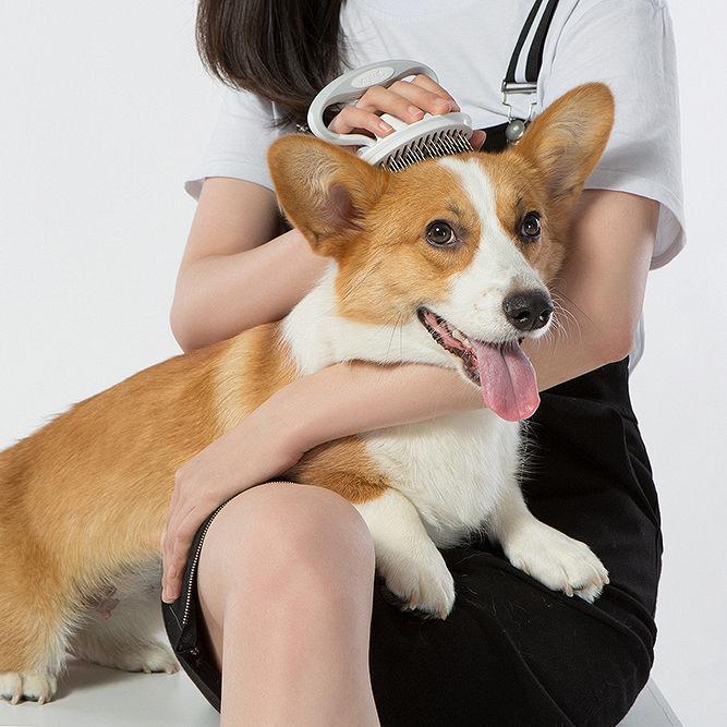 How Often Should You Groom Your Dog? A Season-by-Season Guide (2026)