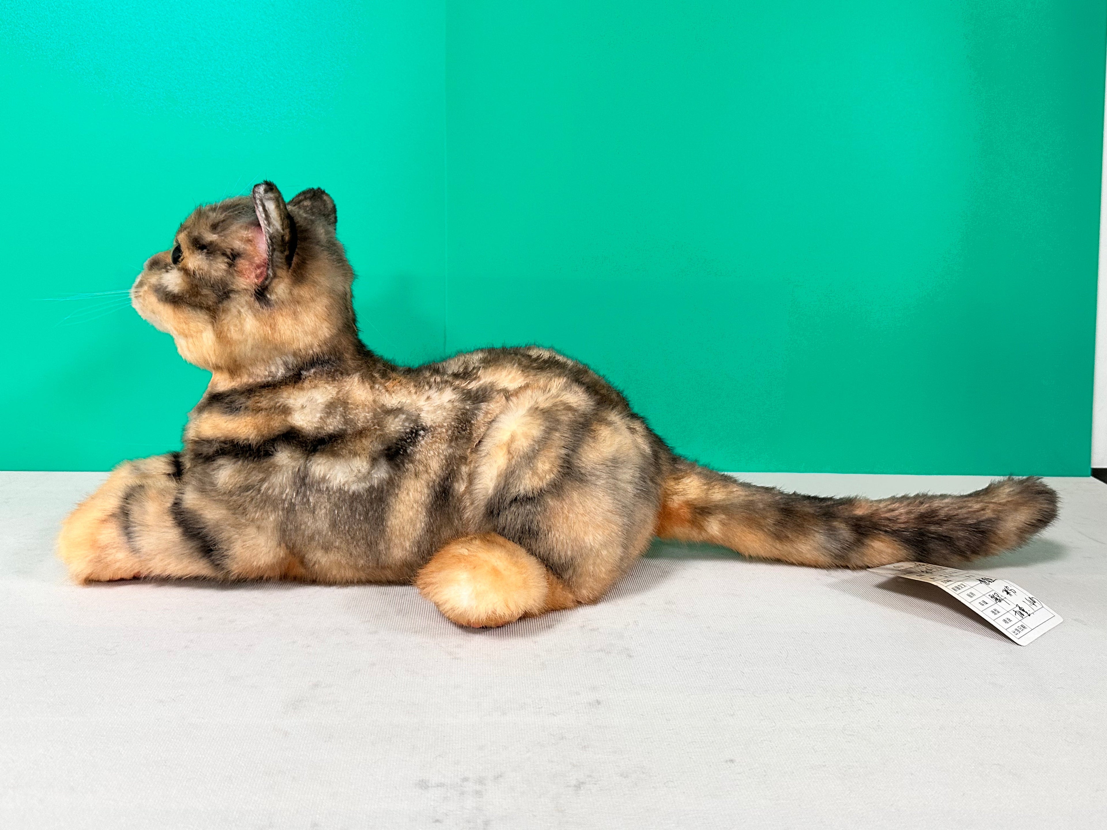 Plush Siamese Shorthair Cat Order to Make