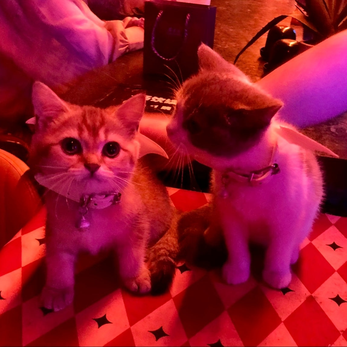 Halloween Pet Collar - Handcrafted Leather with Bell