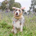Easter Pet Costumes - Bunny Hats for Cats Dogs