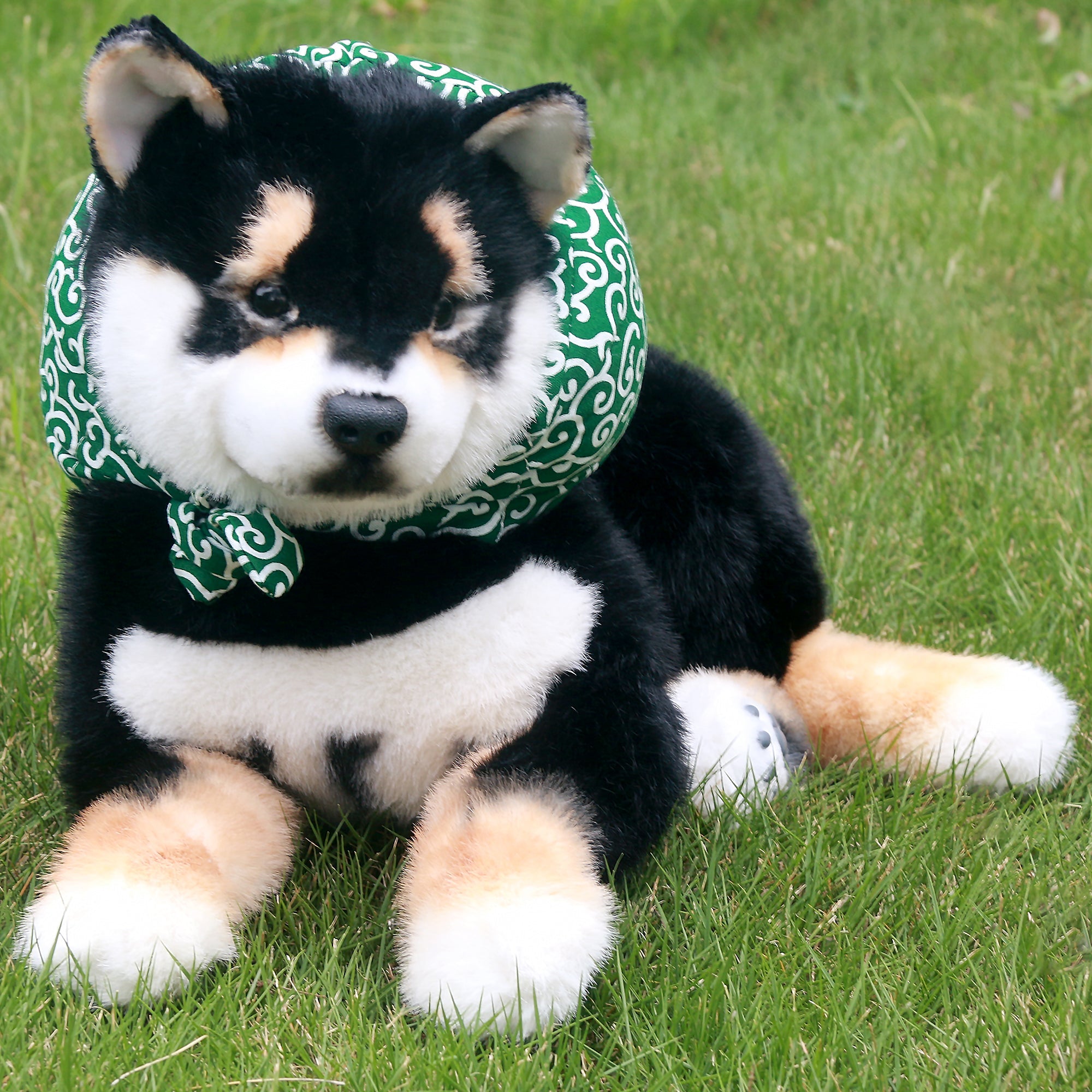 Black Shiba Inu Dog