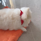 Halloween Pet Collar - Handcrafted Leather with Bell