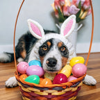 Easter Pet Costumes - Bunny Hats for Cats Dogs