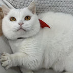 Halloween Pet Collar - Handcrafted Leather with Bell