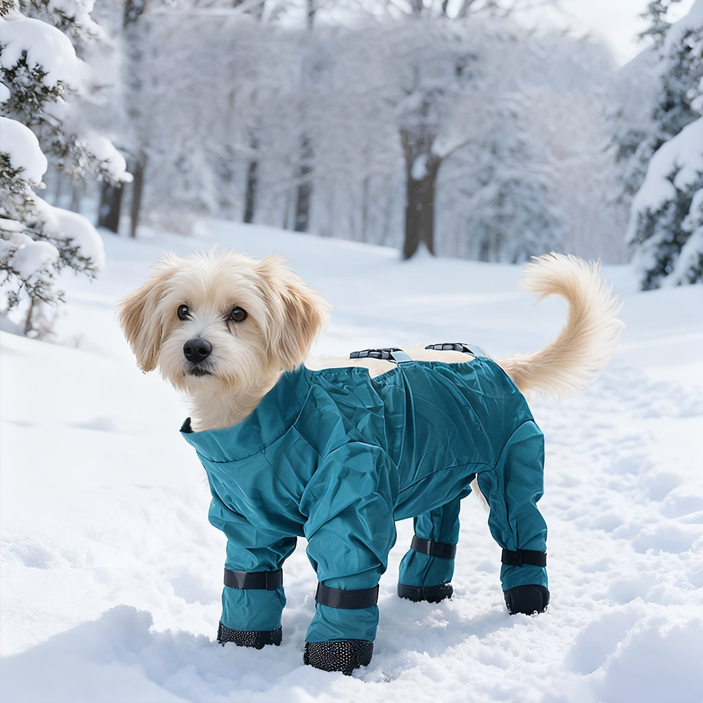Dog wearing a blue winter coat standing in the snow with a snowy forest background