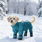 Dog wearing a blue winter coat standing in the snow with a snowy forest background