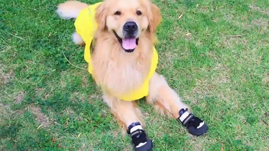 Dog Boots - Non Slip Rainproof Winter Shoes