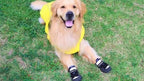 Dog Boots - Non Slip Rainproof Winter Shoes