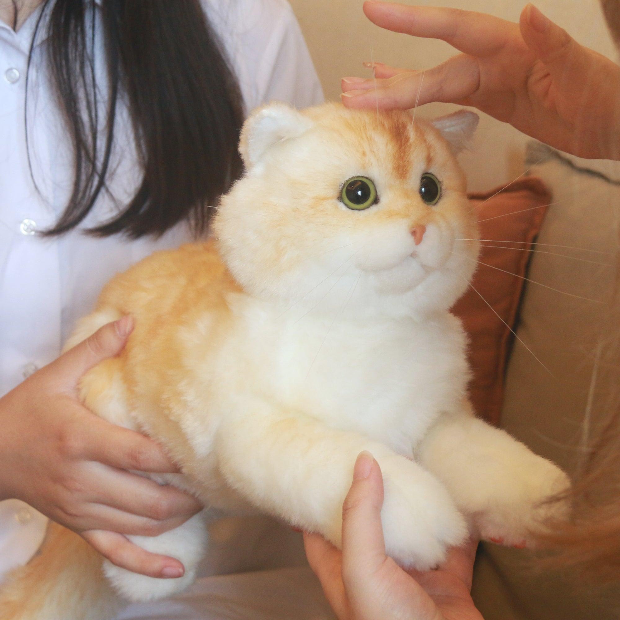 Golden Brtitish Short Hair Cat Plush – Weighted Emotional Support Toy Gift