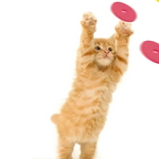 Funny Turnip Gun Cat Toy – Interactive Foam Launcher for Active Cats & Dogs