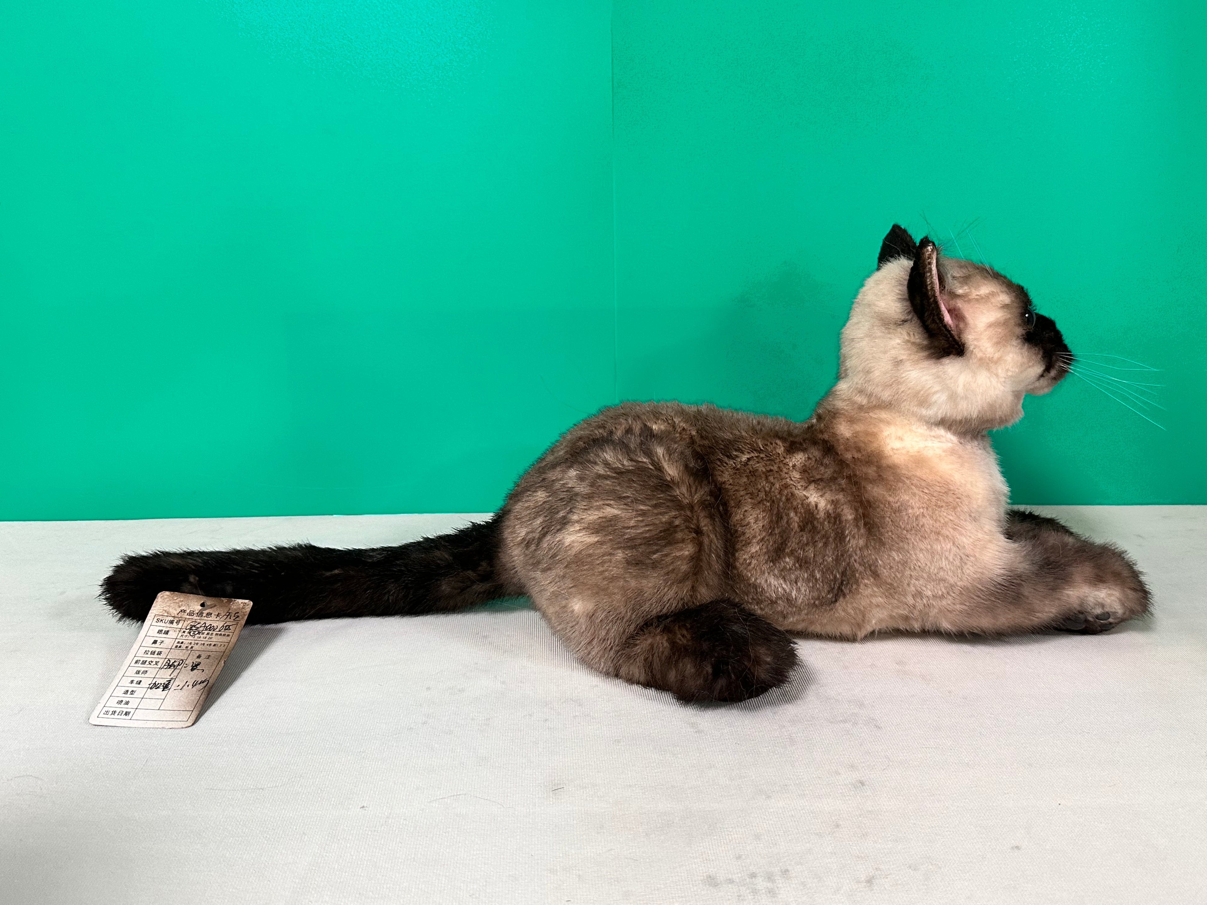 Plush Siamese Shorthair Cat Order to Make