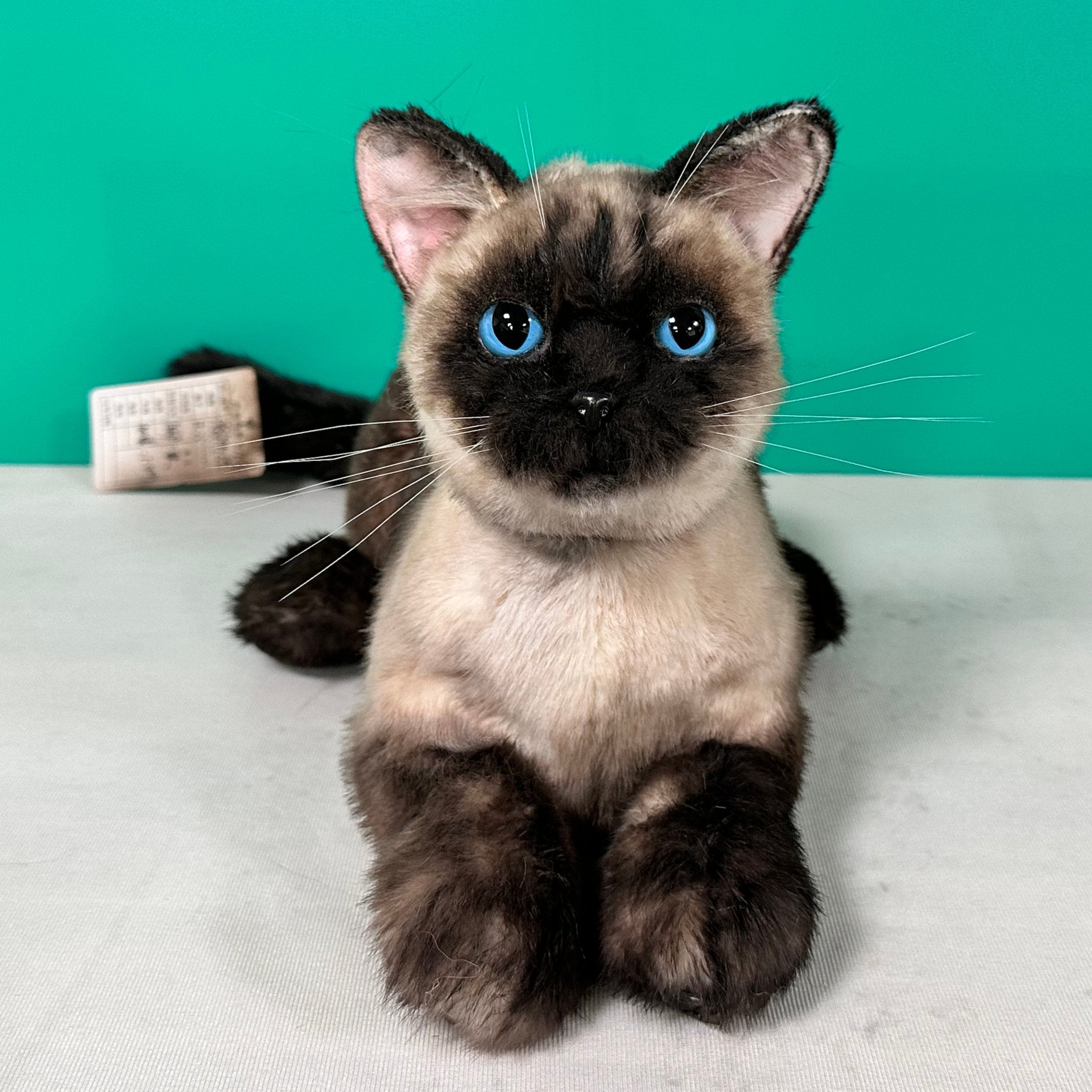 Plush Siamese Shorthair Cat Order to Make