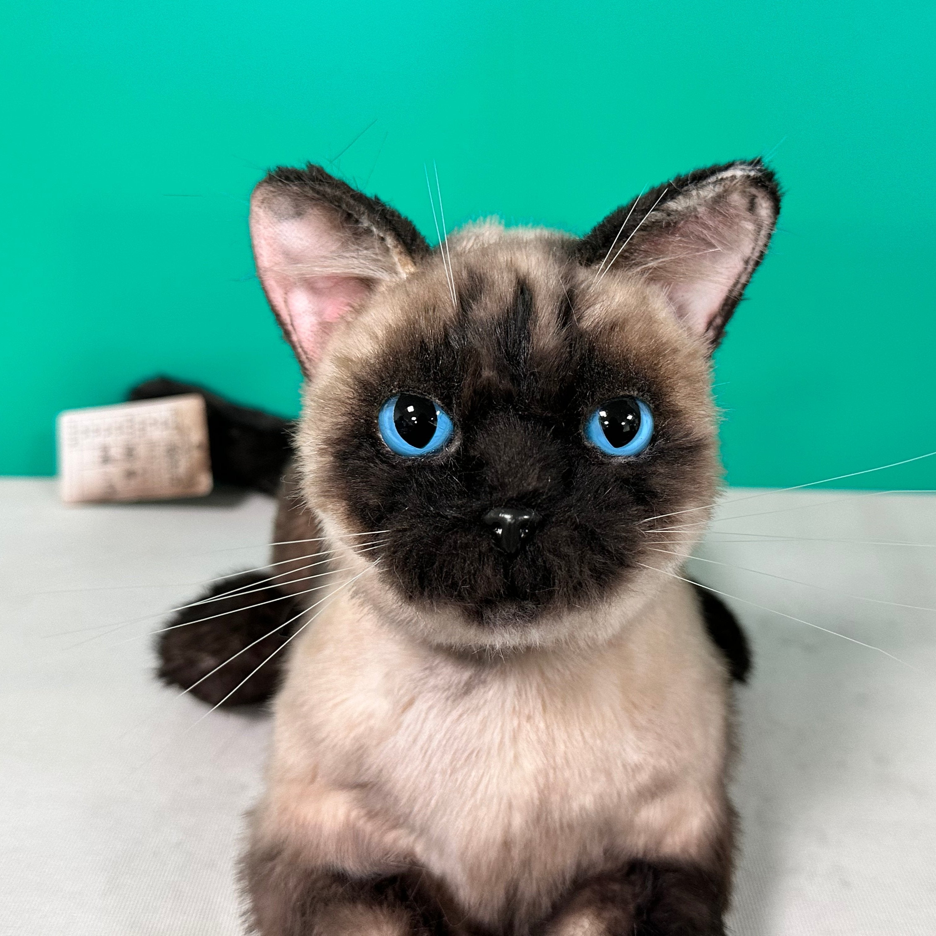 Plush Siamese Shorthair Cat Order to Make