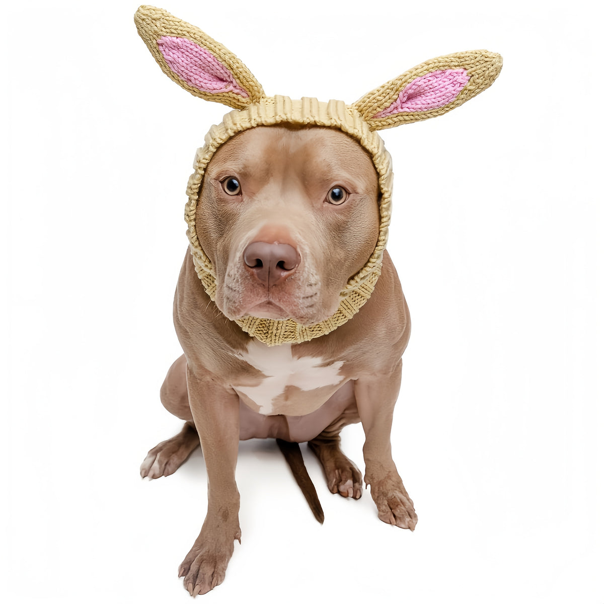 Easter Pet Costumes - Bunny Hats for Cats Dogs