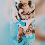 Kann Memor Strauss flushastespee Connectivity Widrtloran flushrtlas...