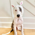 Easter Pet Costumes - Bunny Hats for Cats Dogs