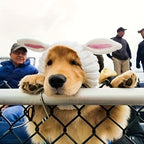Easter Pet Costumes - Bunny Hats for Cats Dogs