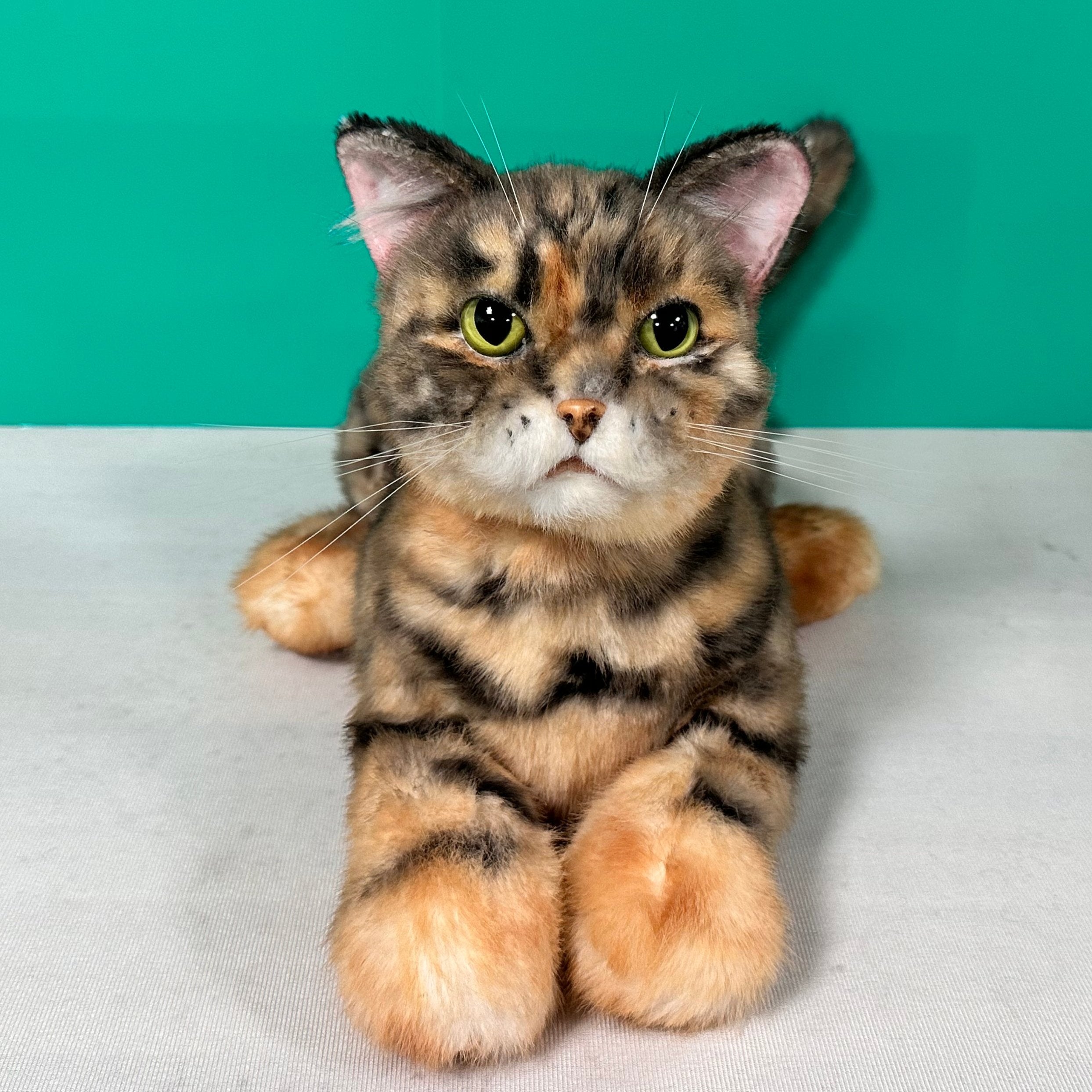 Plush Siamese Shorthair Cat Order to Make