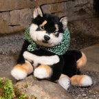 Black Shiba Inu Dog