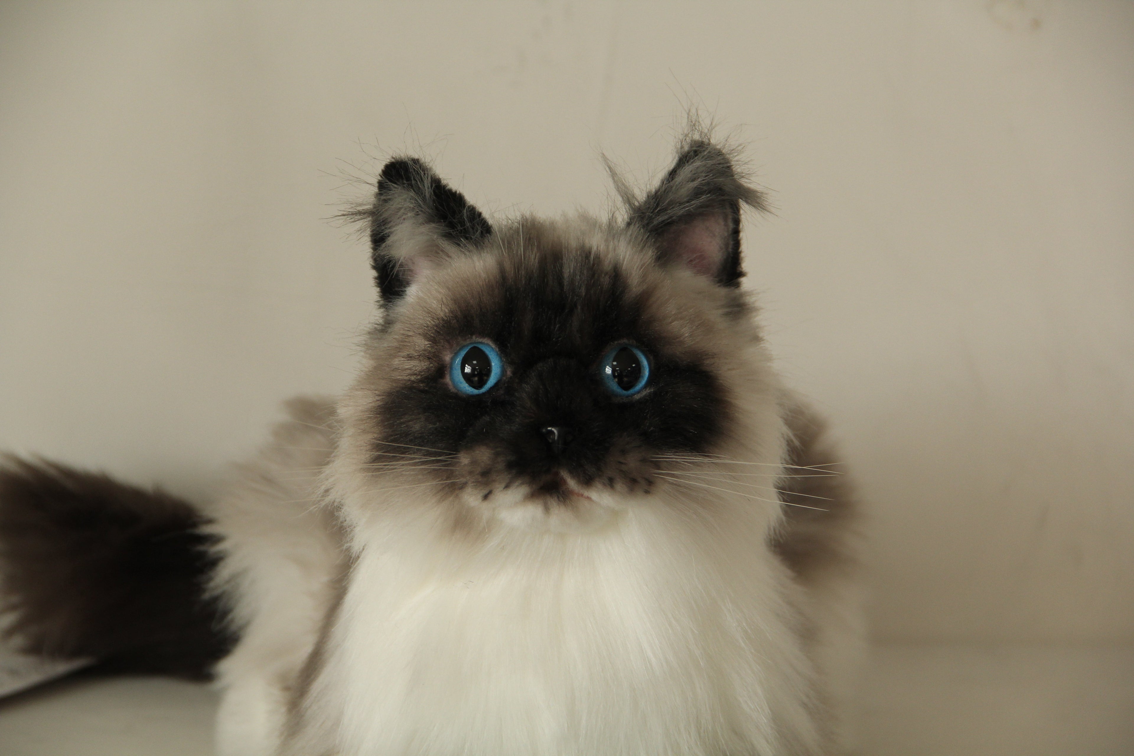 Siamese Cat Longhair MADE-TO-ORDER