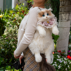 Ragdoll Cat Backpack – Cozy Companion for Travel & School