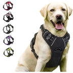 Dog Collar, Harness & Leash Set – Leather for Small & Medium Dogs
