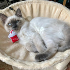 Cat Toys - Interactive Catnip Plush Toy for Kittens
