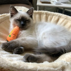 Cat Toys - Interactive Catnip Plush Toy for Kittens