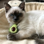 Cat Toys - Interactive Catnip Plush Toy for Kittens