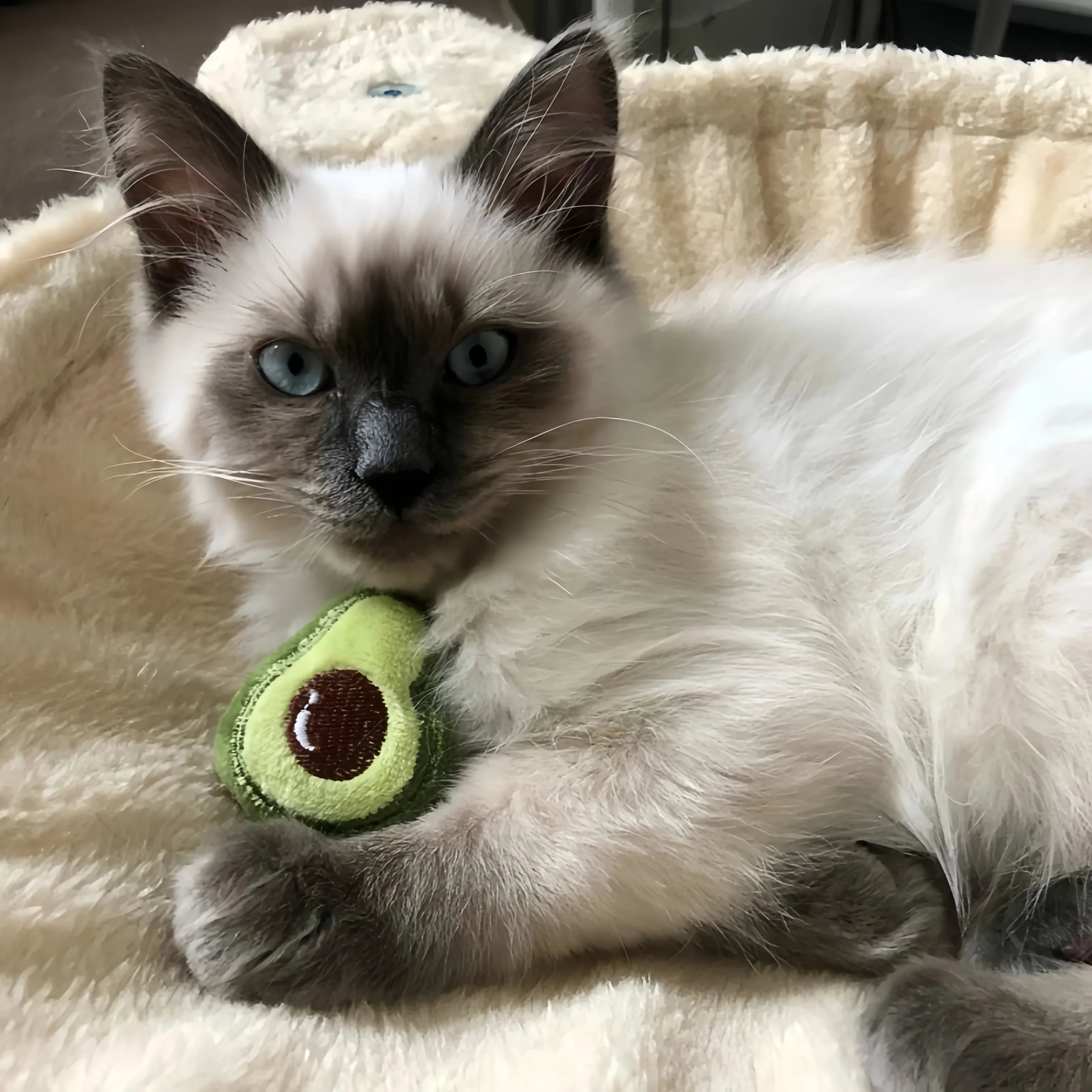 Cat Toys - Interactive Catnip Plush Toy for Kittens