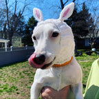 Easter Pet Costumes - Bunny Hats for Cats Dogs