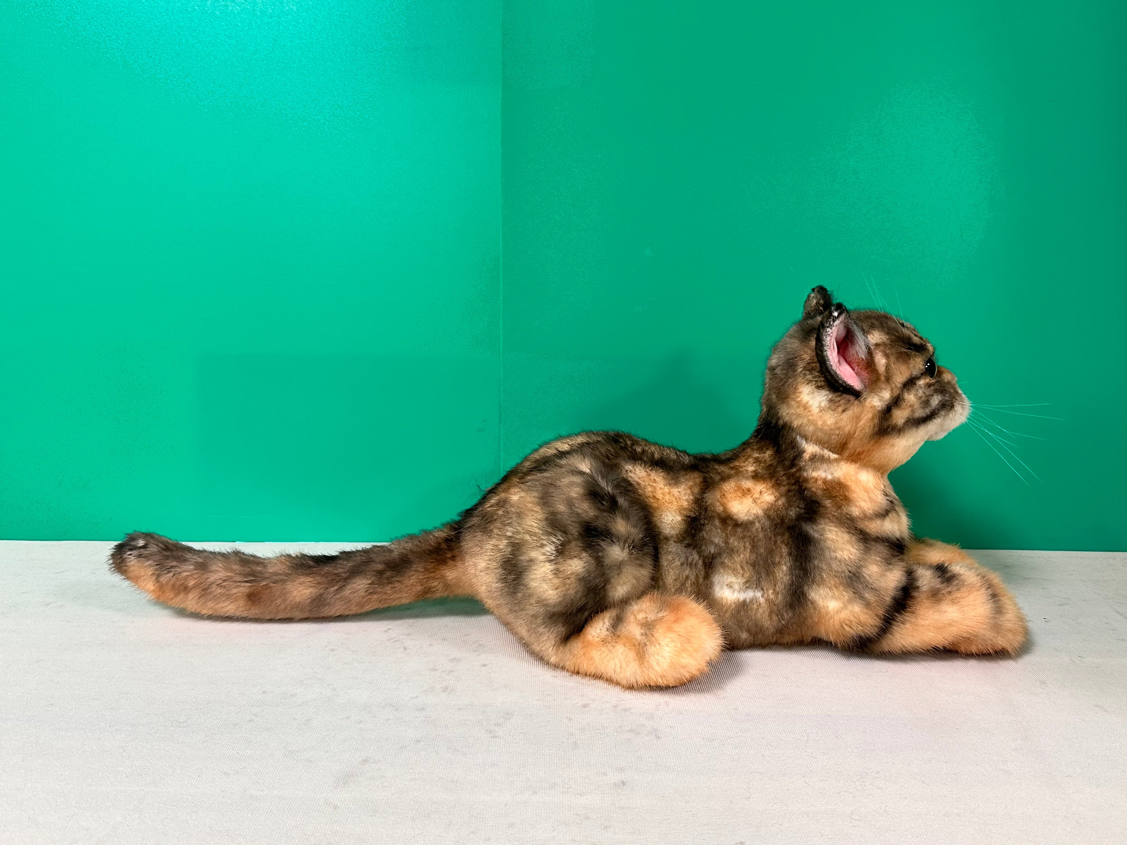 Plush Siamese Shorthair Cat Order to Make