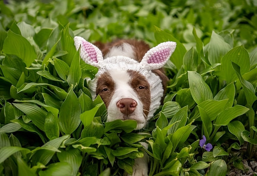 Easter Pet Costumes - Bunny Hats for Cats Dogs