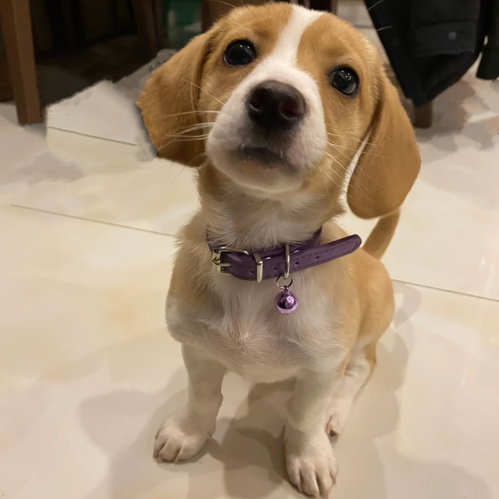 Halloween Pet Collar - Handcrafted Leather with Bell