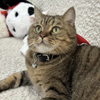 Halloween Pet Collar - Handcrafted Leather with Bell