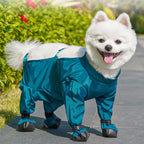 White dog wearing a blue outfit with black shoes on a path with greenery.