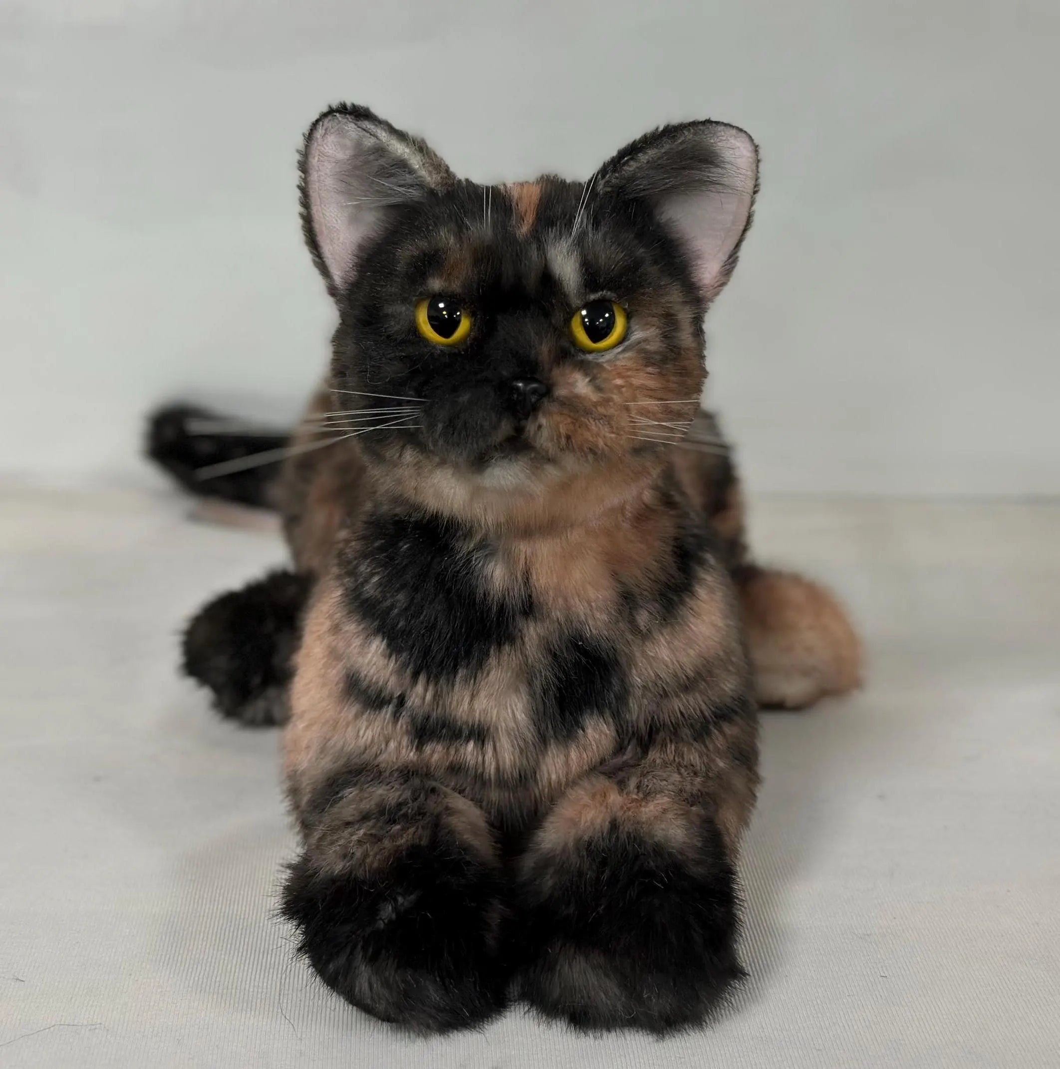 Plush Tortoiseshell Cat Shorthair Order to Make