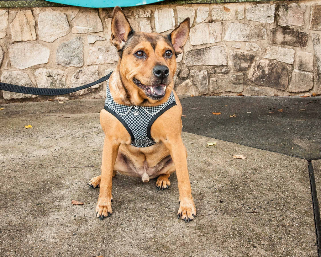 Pet Life ® 'Checkerwag' Checkered Mesh Reversed and Adjustable Fashion Dog Harness