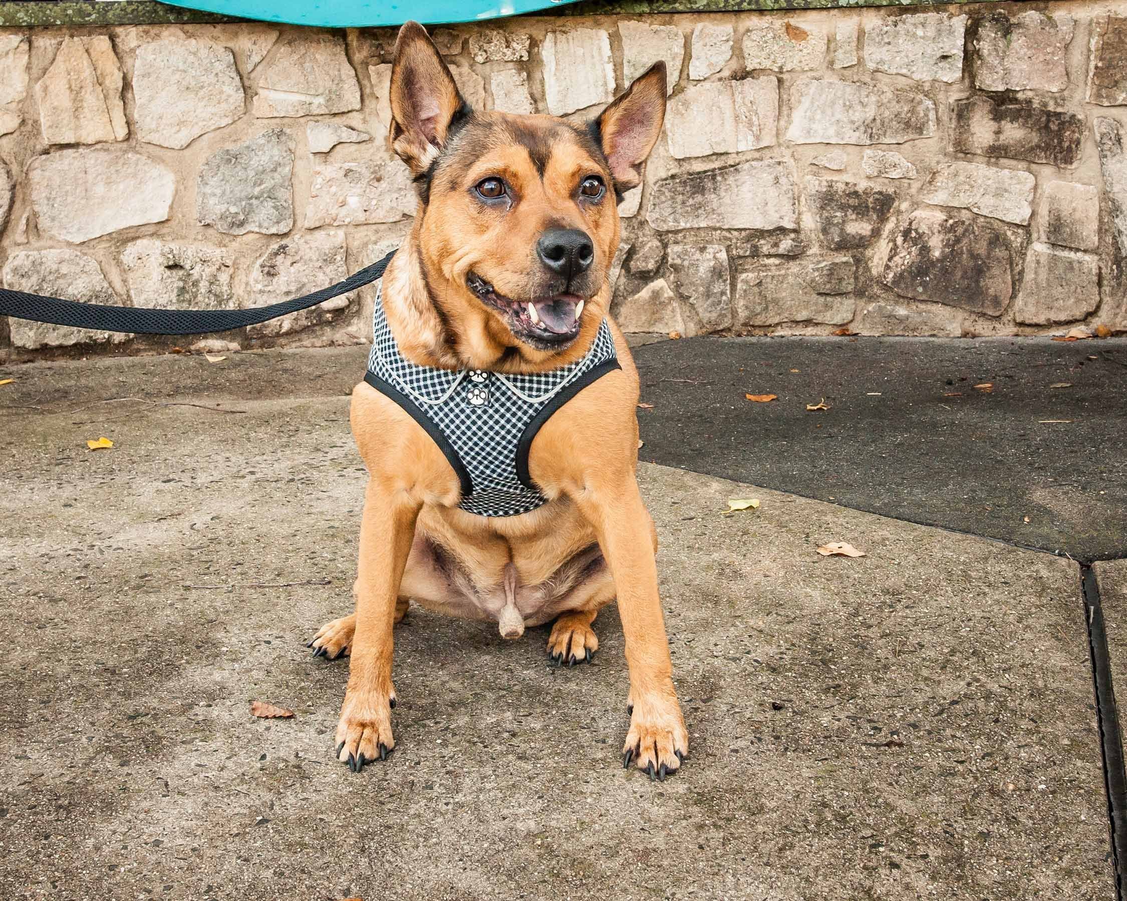 Pet Life ® 'Checkerwag' Checkered Mesh Reversed and Adjustable Fashion Dog Harness