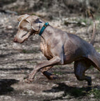 Pet Life ® 'Escapade' Outdoor Series 2-in-1 Convertible Dog Leash and Collar