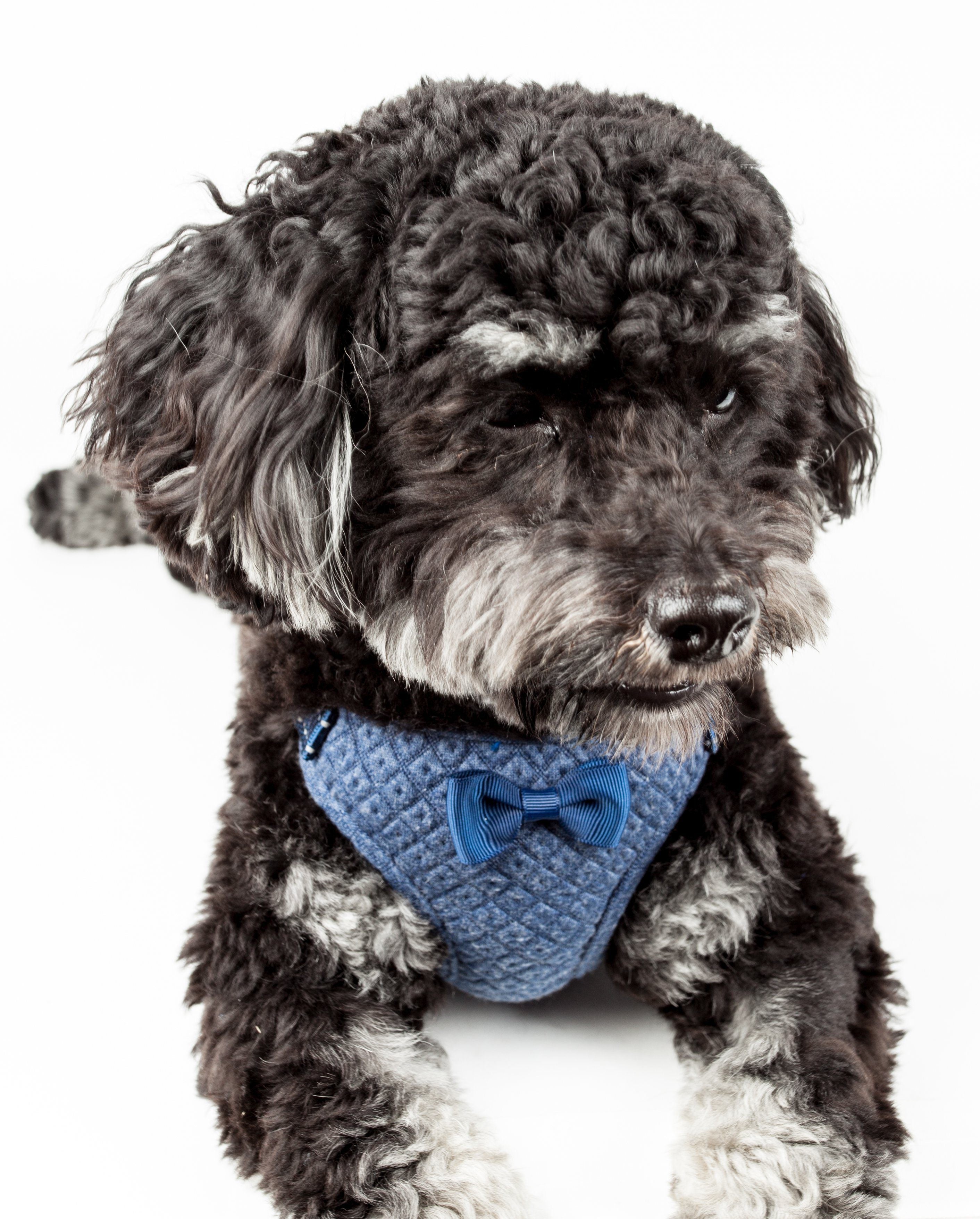 Pet Life ®  'Flam-Bowyant' Mesh Reversed and Adjustable Dog Harness