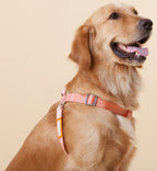Touchdog ® 'Macaron' 2-in-1 Durable Nylon Dog Harness and Leash